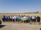برگزاری روز مزرعه گندم در شهرستان آرادان