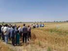 برگزاری روز مزرعه گندم در شهرستان آرادان