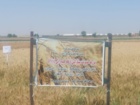 برگزاری روز مزرعه گندم در شهرستان آرادان