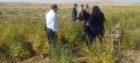 برگزاری نهمین کاروان ترویج بهره‌وری در سرخه با رویکرد تغییر اقلیم و معرفی مزرعه نمونه کنجد