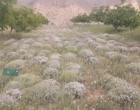 آغاز سلسله گفت‌وگوهای رئیس مرکز تحقیقات و آموزش کشاورزی و منابع طبیعی استان سمنان درباره دستاوردهای سال ۱۴۰۴ و برنامه‌های سال ۱۴۰۵