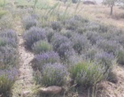 آغاز سلسله گفت‌وگوهای رئیس مرکز تحقیقات و آموزش کشاورزی و منابع طبیعی استان سمنان درباره دستاوردهای سال ۱۴۰۴ و برنامه‌های سال ۱۴۰۵