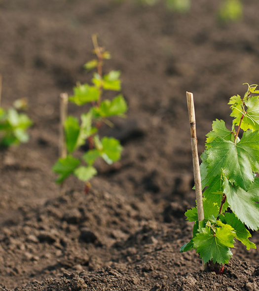 دوره مهارتی «کشت انگور» ویژه زندانیان تحت پوشش اداره زندان شهرستان گرمسار برگزار شد