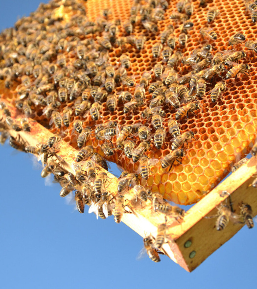 دوره مهارتی پرورش زنبورعسل برای زندانیان گرمسار به همت مرکز سمنان برگزار شد