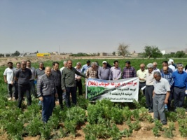 برگزاری روز مزرعه حبوبات (باقلا) و انتقال یافته‌های تحقیقاتی در شهرستان آرادان