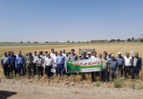 برگزاری روز مزرعه گندم در شهرستان آرادان