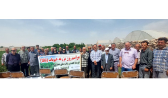 برگزاری روز مزرعه باقلا در شهرستان آرادان با مشارکت کشاورزان و کارشناسان بخش کشاورزی