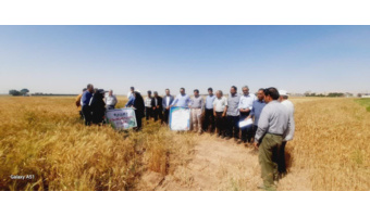 ارزیابی ارقام جدید گندم و جو در مراسم روز مزرعه آرادان
