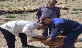 اجرای طرح تحقیقاتی «بررسی شاخصهای بیومتری و فنوتیپی» با هدف مستندسازی و ارتقای بهرهوری نژاد بومی