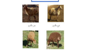 کاتالوگ تخصصی گوسفند سنگسری منتشر شد