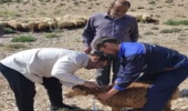 اجرای طرح تحقیقاتی «بررسی شاخص‌های بیومتری و فنوتیپی» با هدف مستندسازی و ارتقای بهره‌وری نژاد بومی