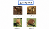 کاتالوگ تخصصی گوسفند سنگسری منتشر شد