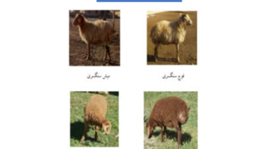 کاتالوگ تخصصی گوسفند سنگسری منتشر شد
