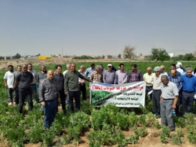 برگزاری روز مزرعه حبوبات (باقلا) و انتقال یافتههای تحقیقاتی در شهرستان آرادان