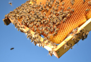 دوره مهارتی پرورش زنبورعسل برای زندانیان گرمسار به همت مرکز سمنان برگزار شد