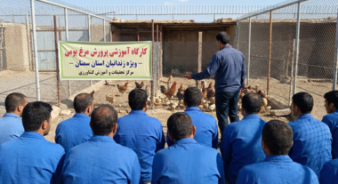 کارگاه آموزشی «پرورش مرغ بومی» ویژه زندانیان استان سمنان برگزار شد