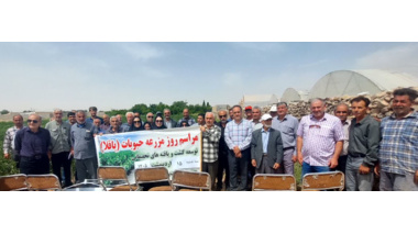 برگزاری روز مزرعه باقلا در شهرستان آرادان با مشارکت کشاورزان و کارشناسان بخش کشاورزی
