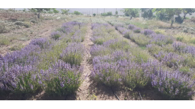 ایجاد کلکسیون گیاهان دارویی در راستای اصلاح الگوی کشت در شرکت کشت و صنعت شهمیرزاد توسط مرکز