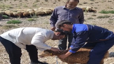 اجرای طرح تحقیقاتی «بررسی شاخص‌های بیومتری و فنوتیپی» با هدف مستندسازی و ارتقای بهره‌وری نژاد بومی