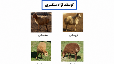 کاتالوگ تخصصی گوسفند سنگسری منتشر شد